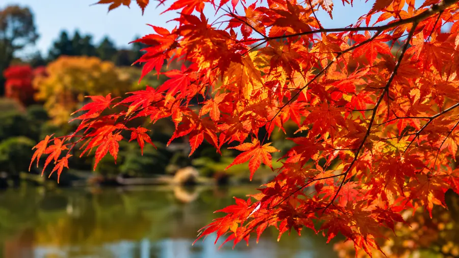 Shinjuku Gyoen Autumn Leaves & Fall Foliage