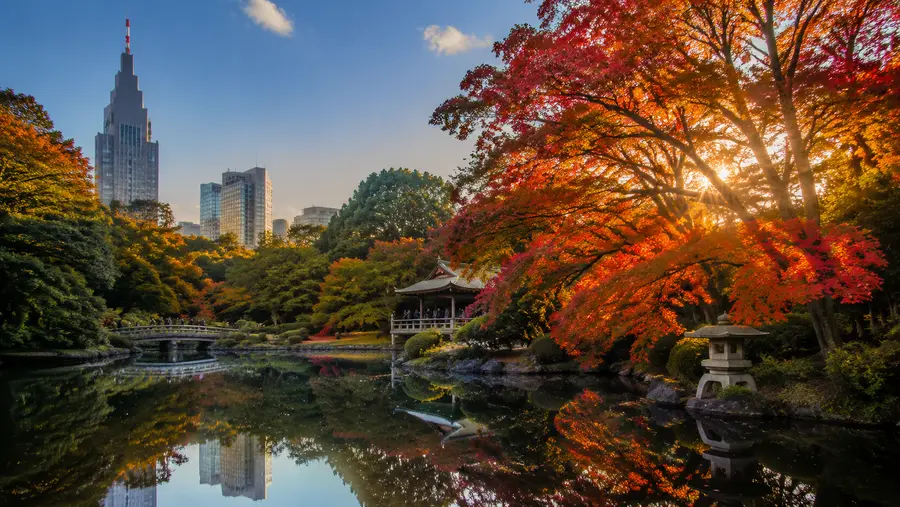 Shinjuku Gyoen Autumn Leaves & Fall Foliage