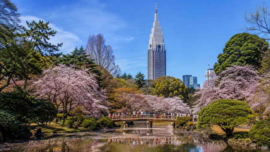 Shinjuku Gyoen Cherry Blossom Guide