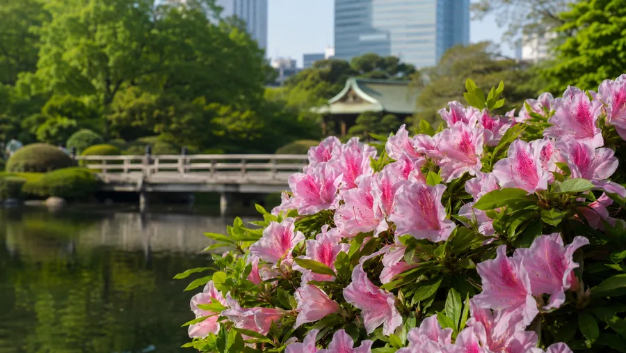 Exploring Shinjuku Gyoen: Gardens, Greenhouse & Facilities