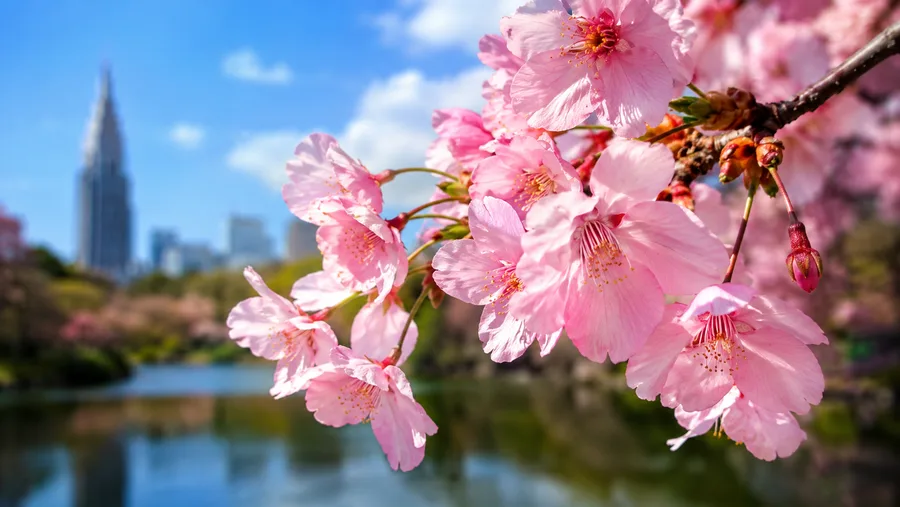 Le Shinjuku Gyoen à travers les saisons